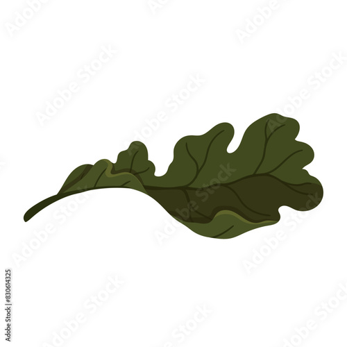 Colorful, autumn dry oak leaf. Vector graphics.