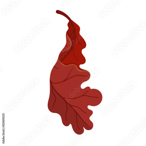 Colorful, autumn dry oak leaf. Vector graphics.