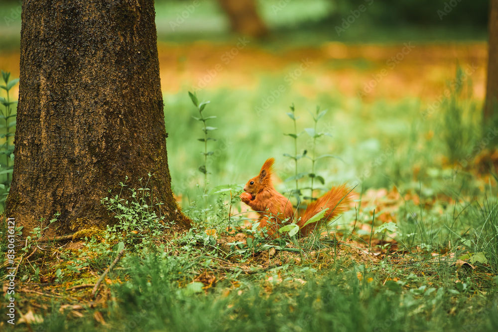 Cute red squirrel in woods. Standing among green foliage. Late afternoon sunlight. Cute red squirrel in woods. Standing among green foliage. Late afternoon sunlight.