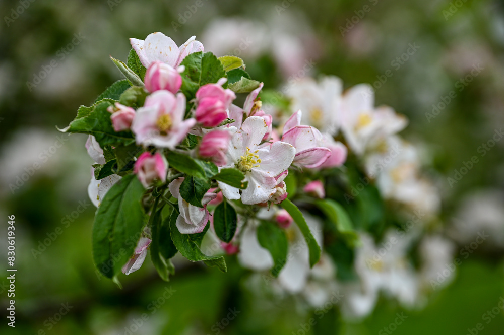 Obraz premium Blüten, Frühjahr, Obst, Früchte, Ernte, Bestäubung