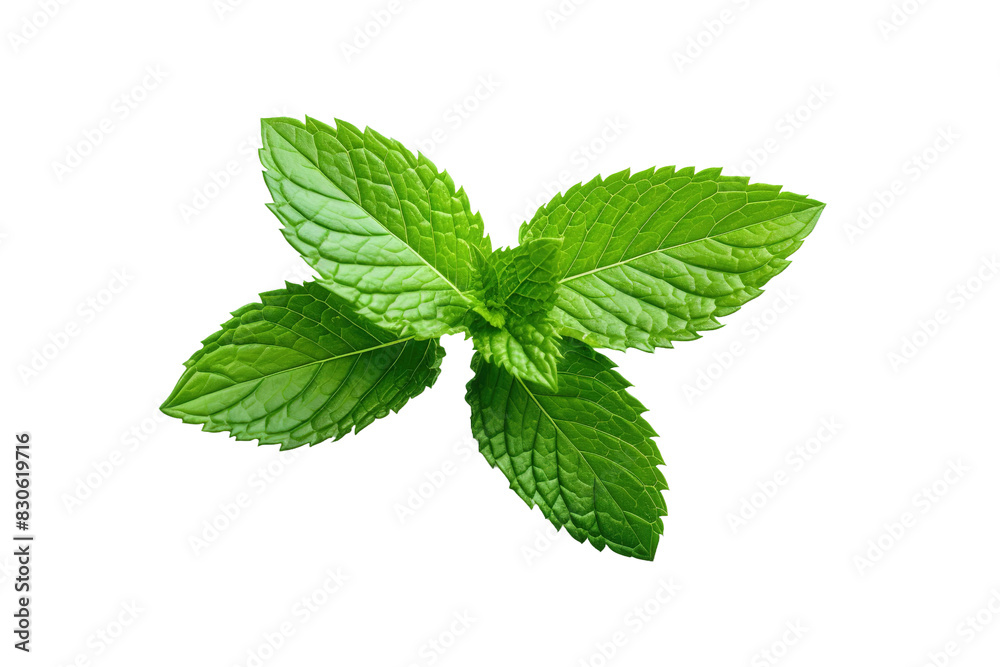 Emerald Symphony: A Vibrant Green Leaf Dancing on a Blank Canvas on White or PNG Transparent Background. Emerald Symphony: A Vibrant Green Leaf Dancing on a Blank Canvas on White or PNG Transparent Background.