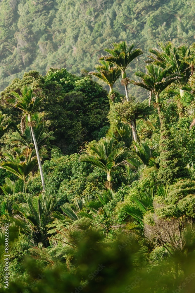 Forest of Nikau palm trees on the Heaphy Track, Karamea, West Coast, New Zealand. Forest of Nikau palm trees on the Heaphy Track, Karamea, West Coast, New Zealand.