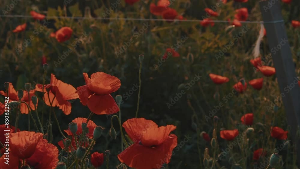 A mesmerizing field of red poppies with rustic wooden trellises adding a quaint touch to the horizon.