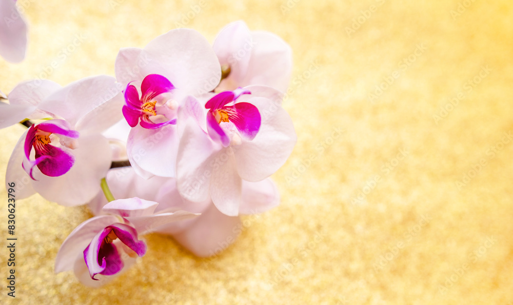 A branch of white orchids on a shiny gold background
A branch of white orchids on a shiny gold background