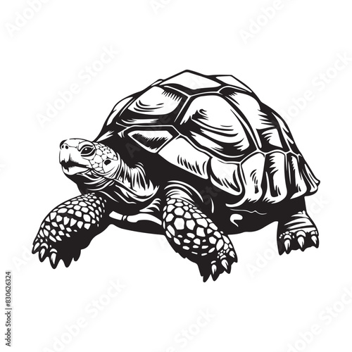 Tortoise Vector Images. Illustration of a Tortoise isolated on white background