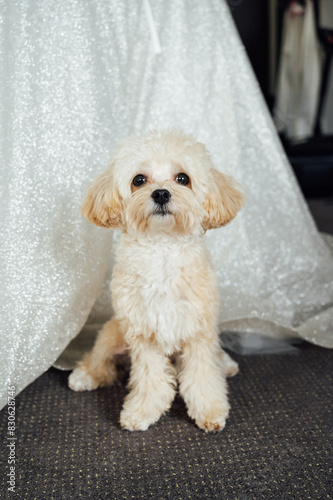Maltipoo dog sitting next to a wedding dress on the wedding day