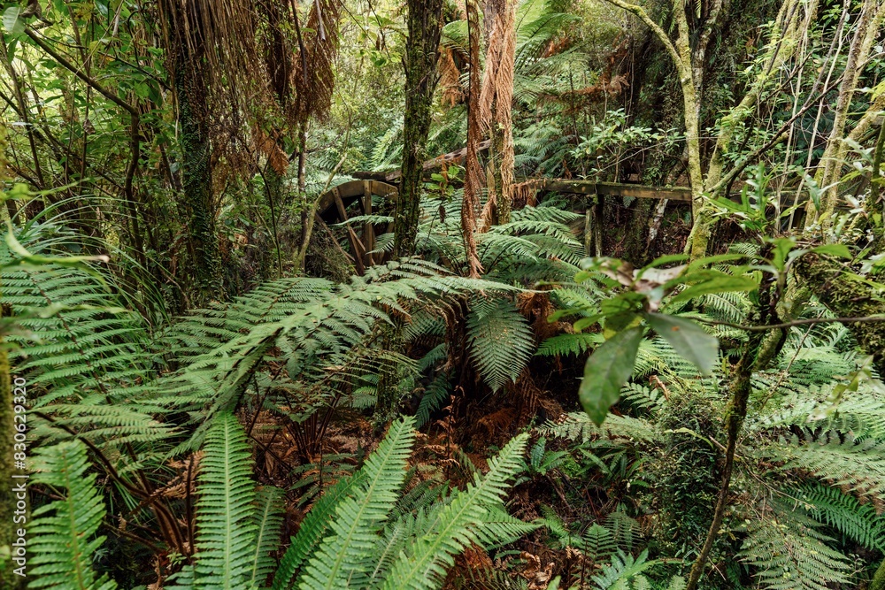 Fototapeta premium Native forest in Abandoned historic Mitchells Gully Goldmine, Westport, West Coast, New Zealand.