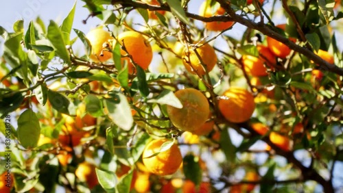 close up orange tangerine fruit growing on brenches in Spanish summer photo