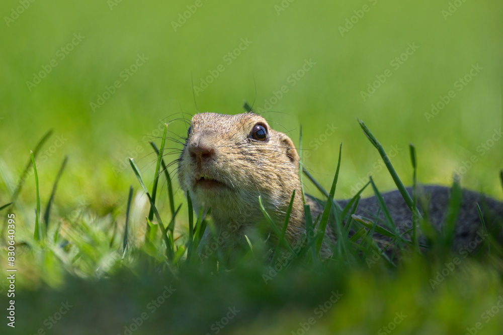A European ground squirrel in a meadow in spring A European ground squirrel in a meadow in spring