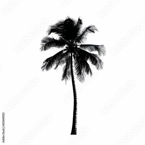 a black and white photo of a palm tree