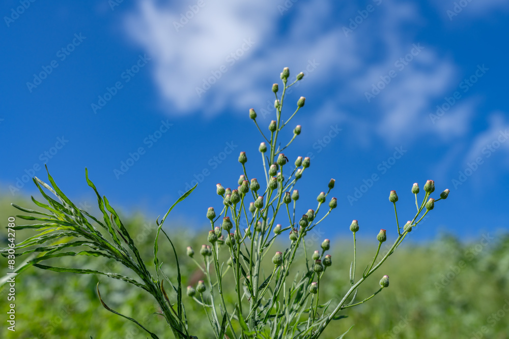 Obraz premium rigeron bonariensis is a species in the family Asteraceae, lax-leaf fleabane, wavy-leaf fleabane, Argentine fleabane, hairy horseweed, asthma weed and hairy fleabane. Pearl Harbor, Oahu Hawaii Plant