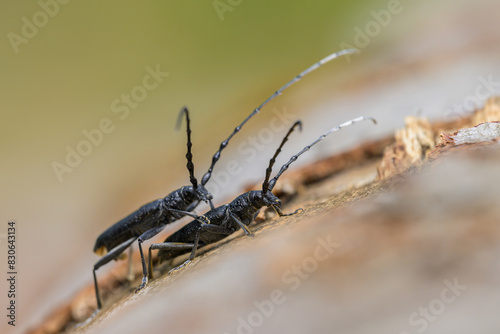 A pair of capricorn beetles sitting on a tree trunk photo
