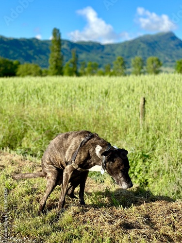 Chien qui fait caca