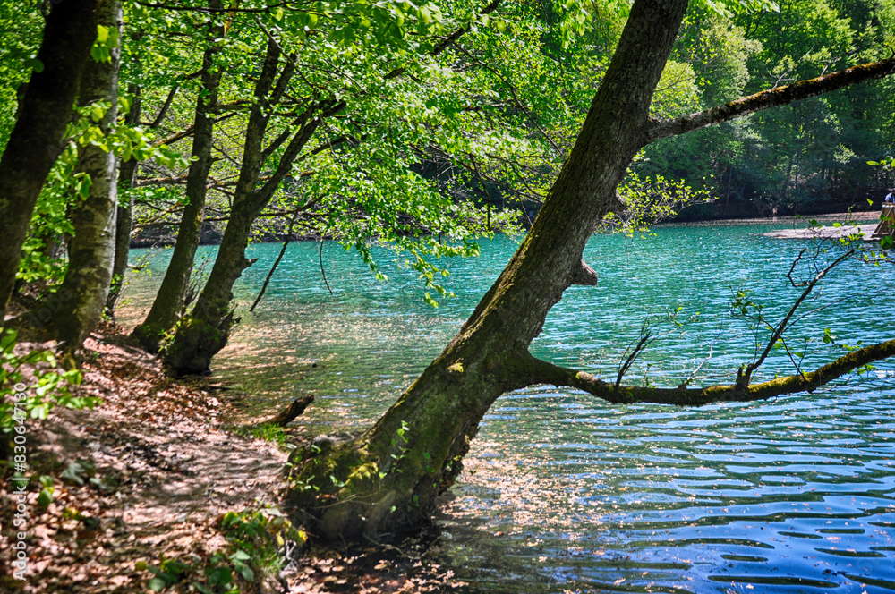 Beautiful lake and spring landscape in Seven Lakes, Yedigoller National Park Bolu, Turkey Beautiful lake and spring landscape in Seven Lakes, Yedigoller National Park Bolu, Turkey