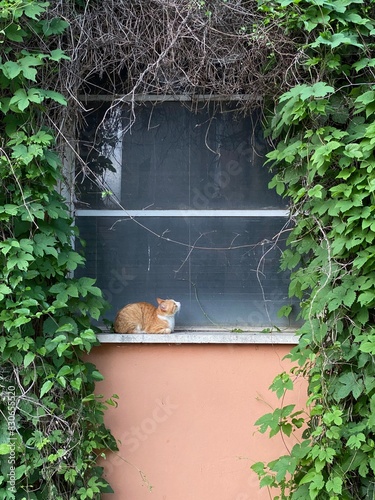 gatto sulla finestra