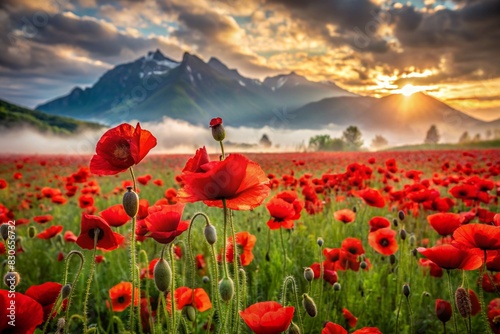 Close-up. A field of blooming bright red poppies against the background of the southern mountains. Nature and flowering. photo