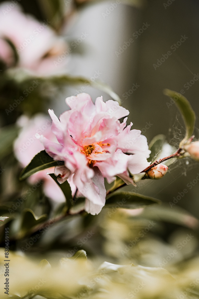 Camellia Camellia