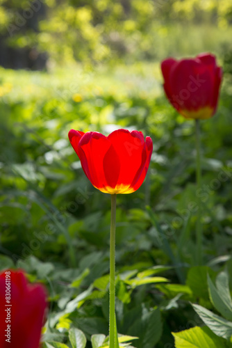 Red tulip behind a green background.