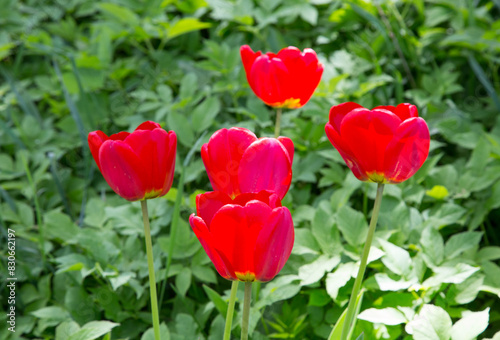 Red garden tulips on a green background.