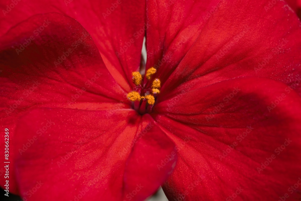 Wallpaper Pelargonium hortorum, zonal geranium, red flower, macro shot you can see the stamen with yellow pollen Wallpaper Pelargonium hortorum, zonal geranium, red flower, macro shot you can see the stamen with yellow pollen