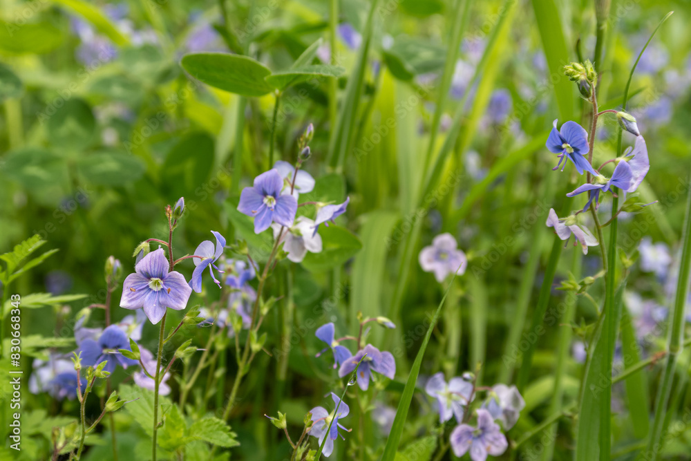 Veronica chamaedrys. Germander speedwell plants with blue petaled flowers.