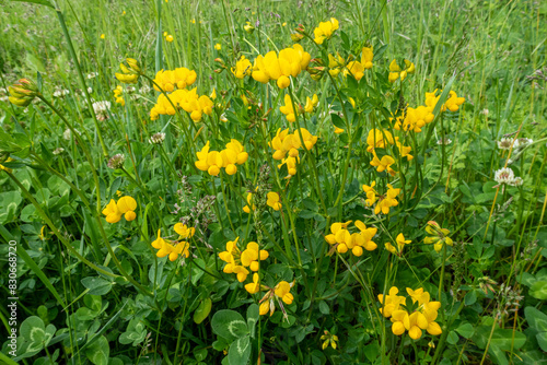 Lotus corniculatus. Yellow flowers of common bird's foot trefoil or eggs and bacon.