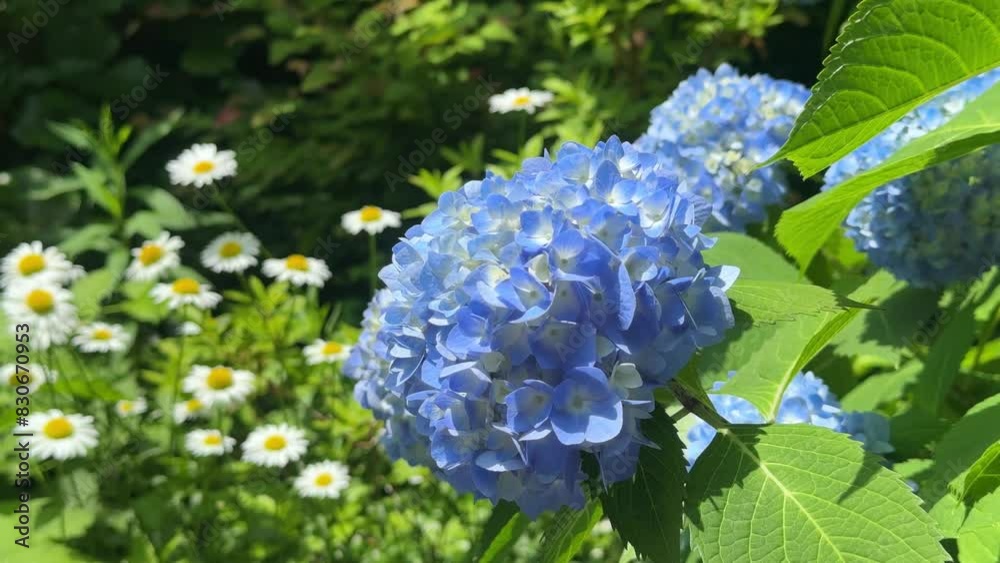 Vibrant blue hydrangeas and white daisies in a sunny garden Vibrant blue hydrangeas and white daisies in a sunny garden