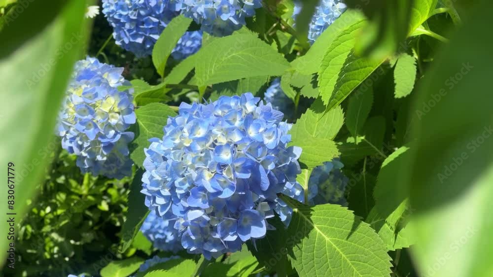 Close-up of vibrant blue hydrangea flowers blooming amidst lush green leaves on a sunny day Close-up of vibrant blue hydrangea flowers blooming amidst lush green leaves on a sunny day