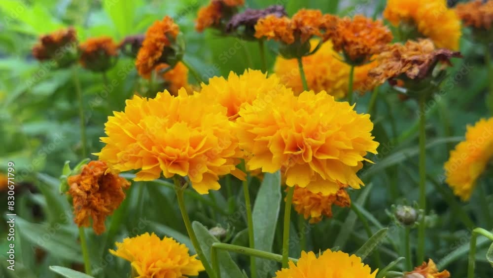 Bright marigolds in a vibrant garden setting on a sunny day, close-up Bright marigolds in a vibrant garden setting on a sunny day, close-up