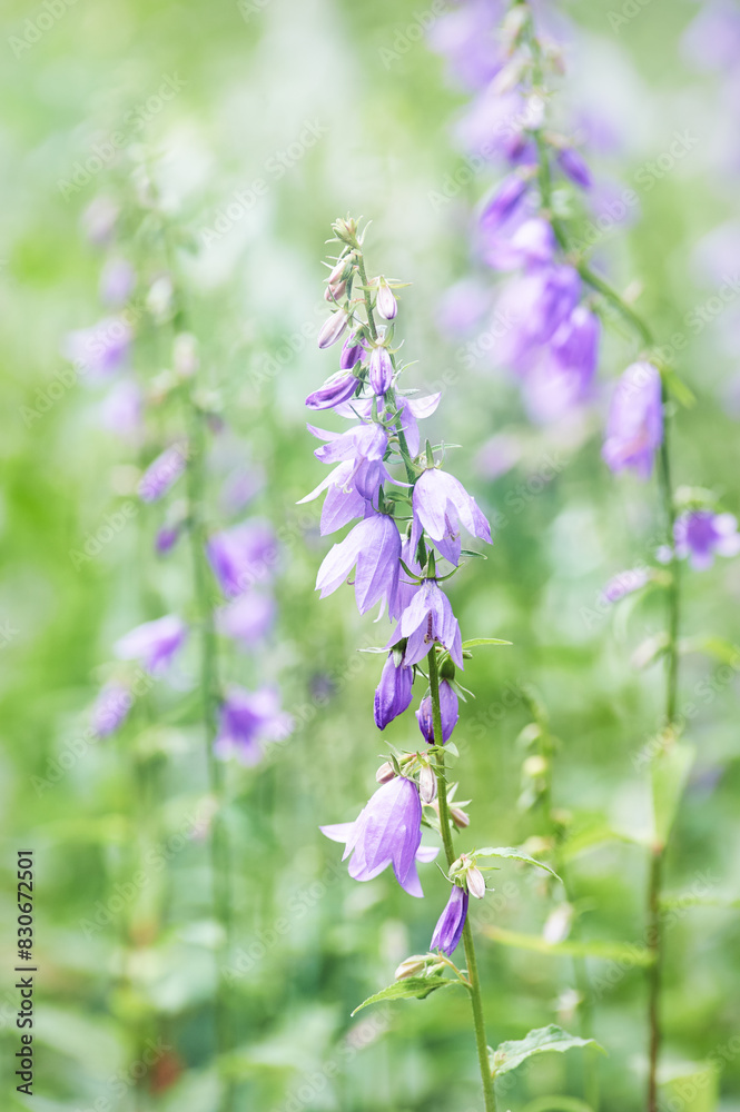 Obraz premium Purple flowers. Selective and soft focus. Close up.