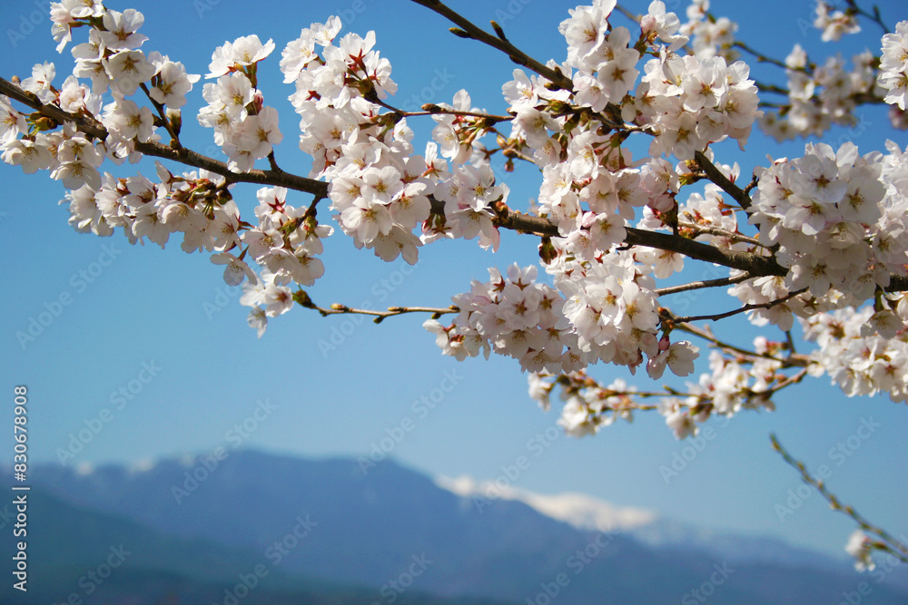 南信州の青空と桜の写真 南信州の青空と桜の写真