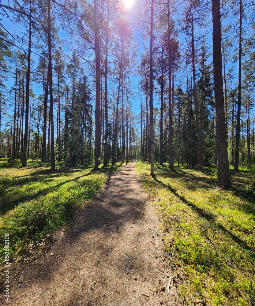 Fototapeta premium Forest path on a sunny spring day