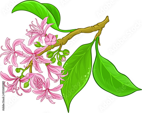 Calodendrum Branch with Flowers Colored Detailed Illustration.