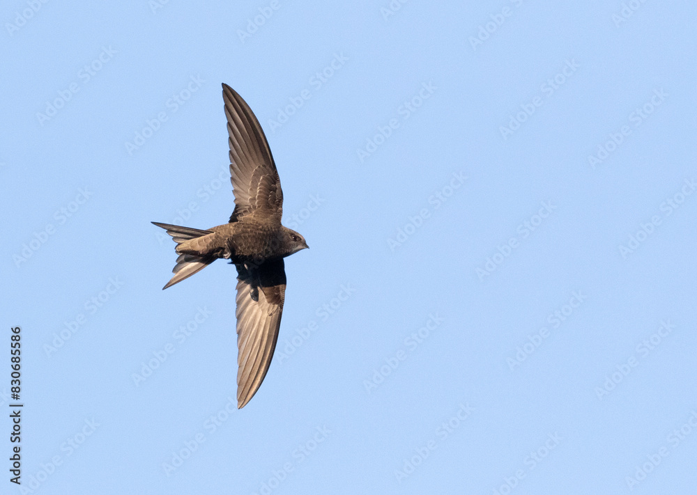 Fototapeta premium Common swift, Apus apus. A bird flies against a blue sky