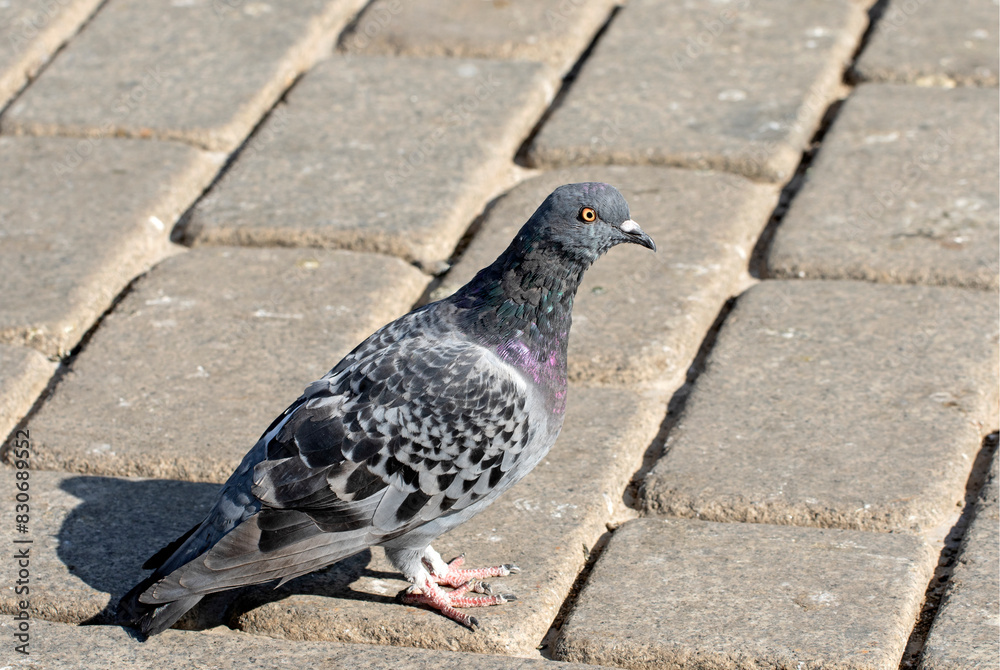 A feral pigeon (Columba livia domestica) looking for feed on sidewalk A feral pigeon (Columba livia domestica) looking for feed on sidewalk