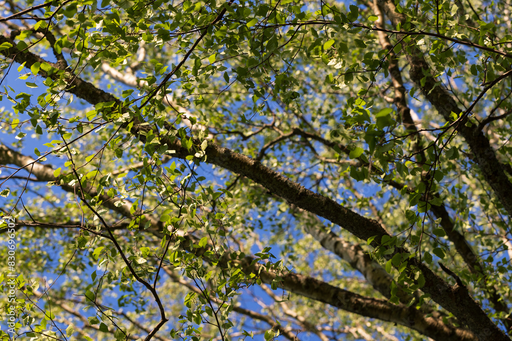 Birch tree branches are under blue sky on a sunny summer day Birch tree branches are under blue sky on a sunny summer day