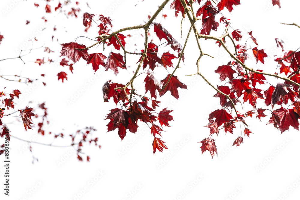 Red maple leaves isolated on white background, natural photo Red maple leaves isolated on white background, natural photo