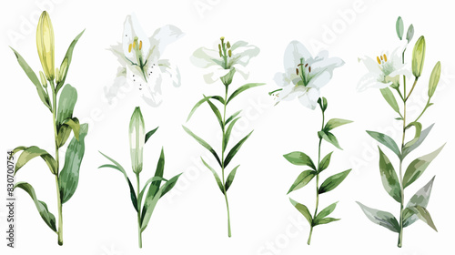 Watercolor flowers white lilies and green leaves Four