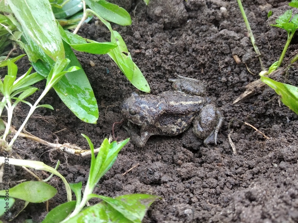 frog, green, vegetable garden, summer frog, green, vegetable garden, summer