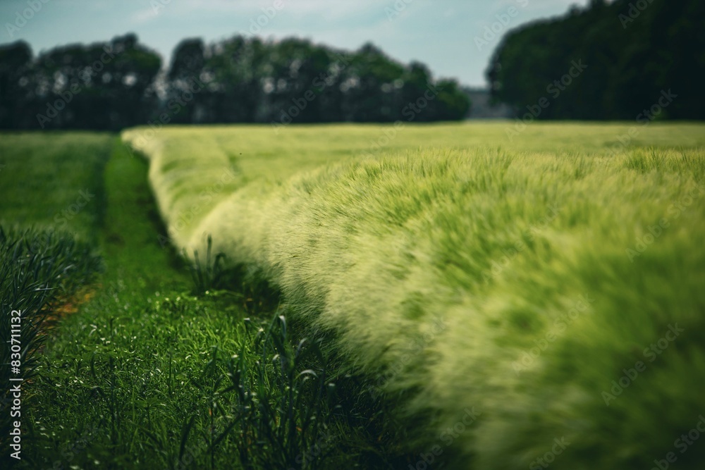 Naklejka premium green barley field