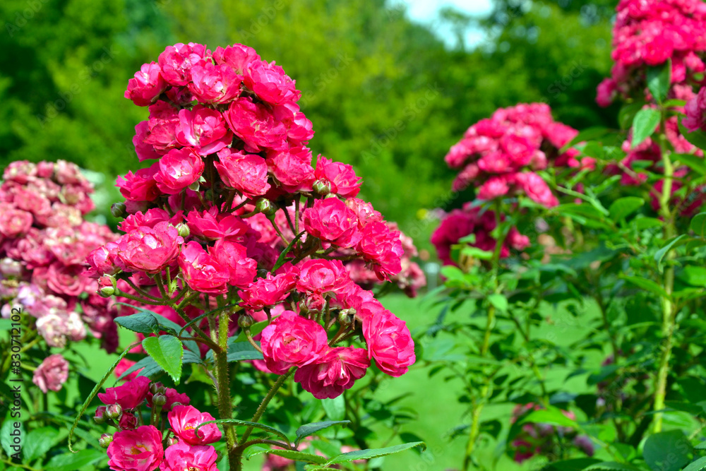 Rosa moschata, the musk rose; Dinky (Velheav). Pink rose blooming, rose flowers Rosa moschata, the musk rose; Dinky (Velheav). Pink rose blooming, rose flowers
