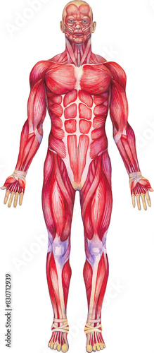 Detailed watercolor anatomical illustration of a male human muscular system