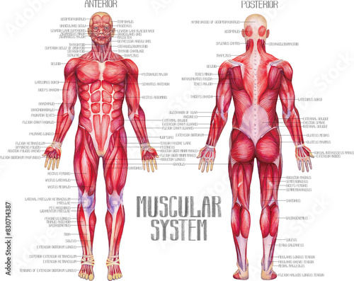 Watercolor anatomical illustration of a male human muscular system
