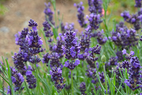 Billede på lærred Close up of violet flowers Lavandula angustifolia (true lavender or English lavender, garden, narrow-leaved lavender)