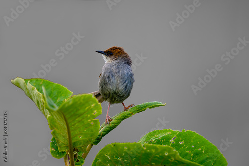 Hunter's cisticola is a species of bird in the family Cisticolidae. It is found in Kenya, Tanzania and Uganda. Its natural habitats are tropical moist mountainous and high-altitude shrublands. photo