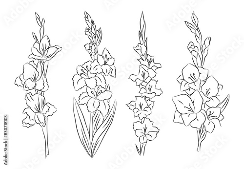 Set of Gladiolus flower line art drawings. August birth month flower. Hand drawn black ink outline vector illustrations on transparent background. Perfect for tattoo, jewelry, wall art design.