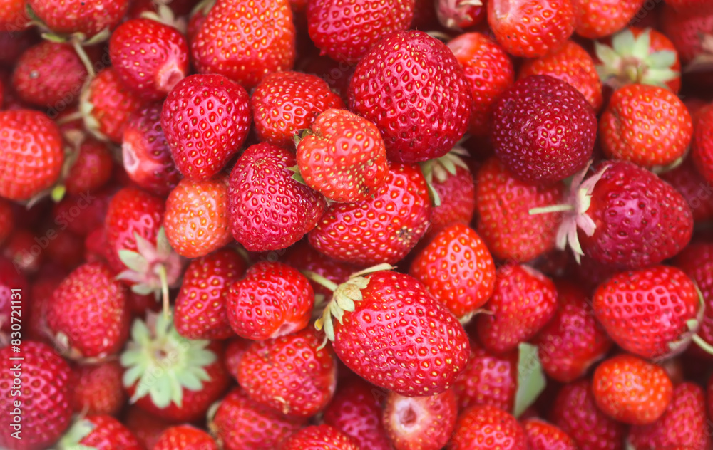 Fresh ripe organic strawberry. Freshly picked red berries. Healthy food. Fresh ripe organic strawberry. Freshly picked red berries. Healthy food.