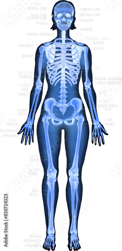 Realistic watercolor x-ray illustration of a human skeleton isolated on a dark background