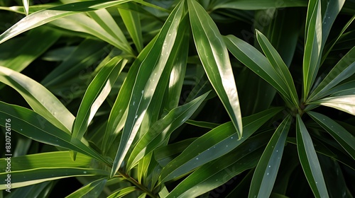 Close-up view of the shiny, leathery leaves of an oleander, their durability highlighted in sunlight, representing beauty and caution (due to toxicity). photo