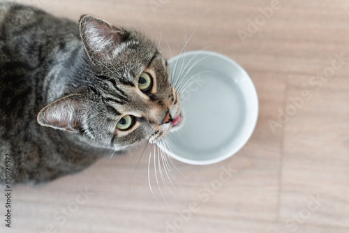 Domestic tabby cat approaches a bowl of food, bright sunlight falls on the floor and on the cat. High quality photo